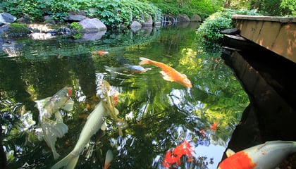 Koi Ponds & Water Gardens